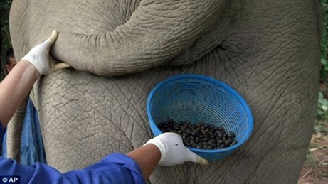 cà phê phân voi,Quy trình thu lượm cà phê,Quy trình thu lượm cà phê phân voi,Quy trình thu lượm cà phê đắt nhất thế giới đắt nhất thế giới