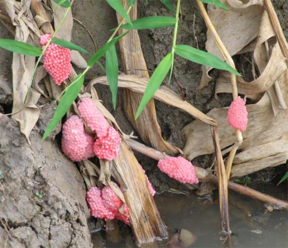 rết,rắn,trăn,bọ cạp,gây hại,đỉa,chuột hải ly