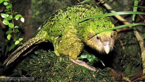 Chuyện lạ,chuyện lạ thế giới,phi thường,kỳ quặc,vẹt Kakapo