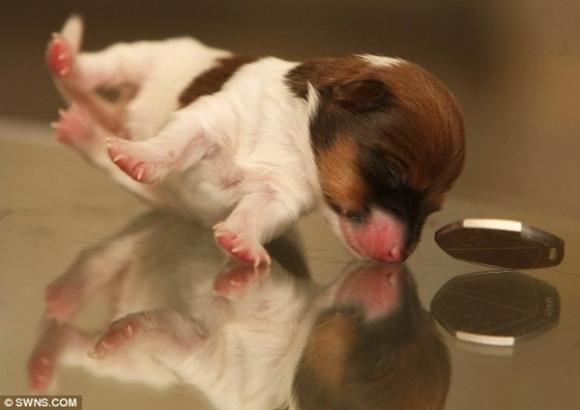 Chuyện lạ,chuyện lạ thế giới,phi thường,kỳ quặc,chú cún 6cm