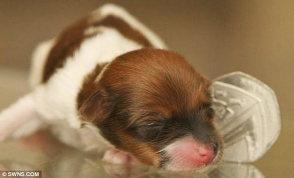 Chuyện lạ,chuyện lạ thế giới,phi thường,kỳ quặc,chú cún 6cm