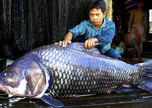 Chuyện lạ,chuyện lạ thế giới,phi thường,kỳ quặc,sông Mekong,cá khổng lồ