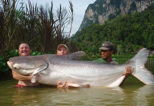Chuyện lạ,chuyện lạ thế giới,phi thường,kỳ quặc,sông Mekong,cá khổng lồ