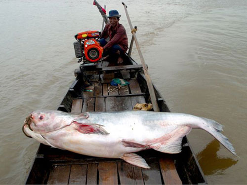 Chuyện lạ,chuyện lạ thế giới,phi thường,kỳ quặc,sông Mekong,cá khổng lồ