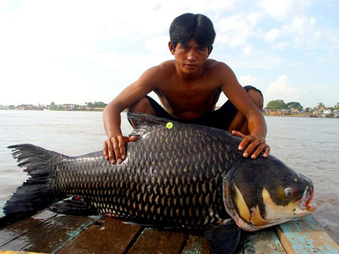 Chuyện lạ,chuyện lạ thế giới,phi thường,kỳ quặc,sông Mekong,cá khổng lồ