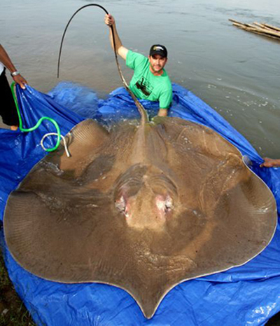 Chuyện lạ,chuyện lạ thế giới,phi thường,kỳ quặc,sông Mekong,cá khổng lồ