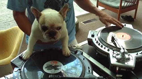 Chuyện lạ,chuyện lạ thế giới,phi thường,kỳ quặc,chó làm DJ,chó làm việc nhà,chó nhảy theo nhạc