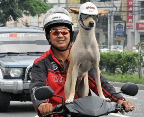 cười,hài hước,ngộ nghĩnh,châu Á
