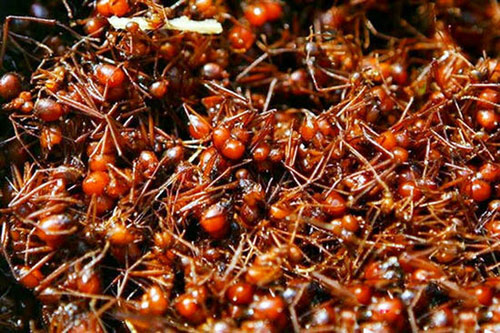 Chuyện lạ,chuyện lạ thế giới,phi thường,kỳ quặc,hủ tục