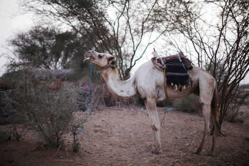 người bay,nhảy lạc đà,Yemen