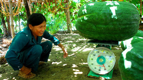 bí khổng lồ,bí đao