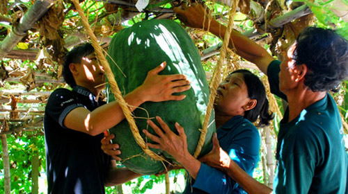 bí khổng lồ,bí đao
