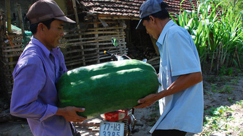 bí khổng lồ,bí đao