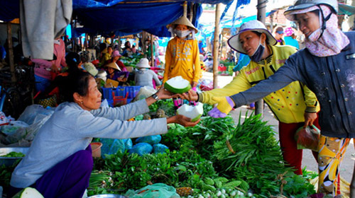 bí khổng lồ,bí đao