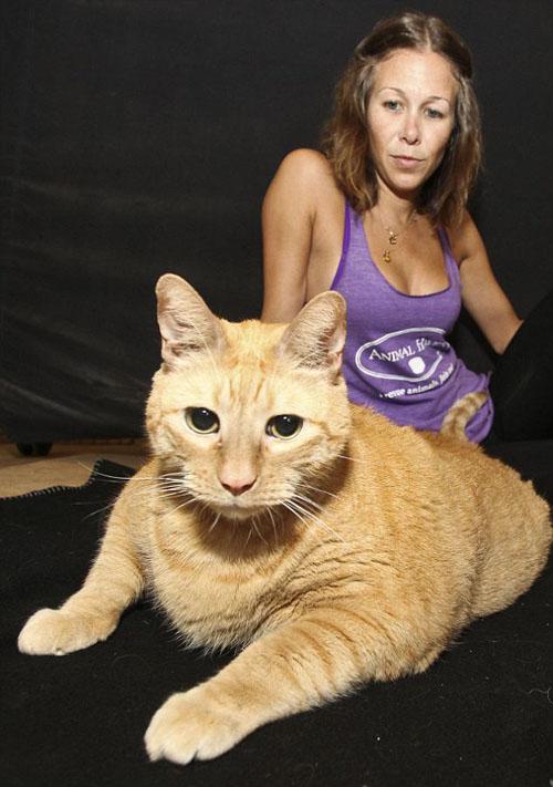 Chuyện lạ,chuyện lạ thế giới,phi thường,kỳ quặc,Mèo Meow