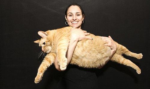 Chuyện lạ,chuyện lạ thế giới,phi thường,kỳ quặc,Mèo Meow