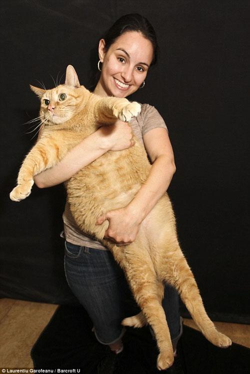 Chuyện lạ,chuyện lạ thế giới,phi thường,kỳ quặc,Mèo Meow