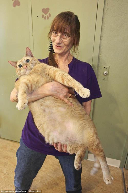 Chuyện lạ,chuyện lạ thế giới,phi thường,kỳ quặc,Mèo Meow
