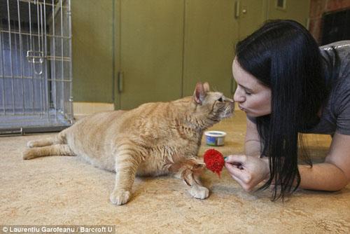 Chuyện lạ,chuyện lạ thế giới,phi thường,kỳ quặc,Mèo Meow