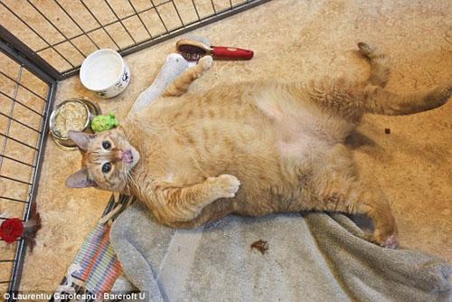 Chuyện lạ,chuyện lạ thế giới,phi thường,kỳ quặc,Mèo Meow