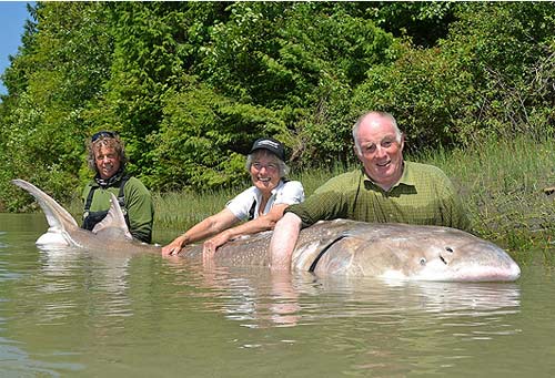 Michael,Margaret Snell,siêu cá,nặng 500kg,tay không