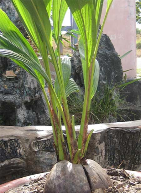 ảnh vui,ảnh cười,thư giãn,hài hước,ảnh tếu,việt nam