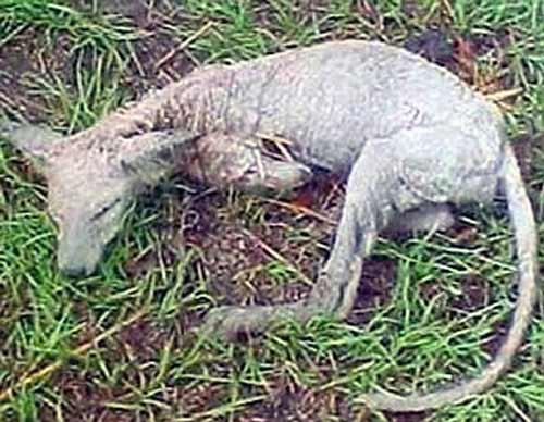 Chuyện lạ,chuyện lạ thế giới,phi thường,kỳ quặc,quái vật Chupacabra