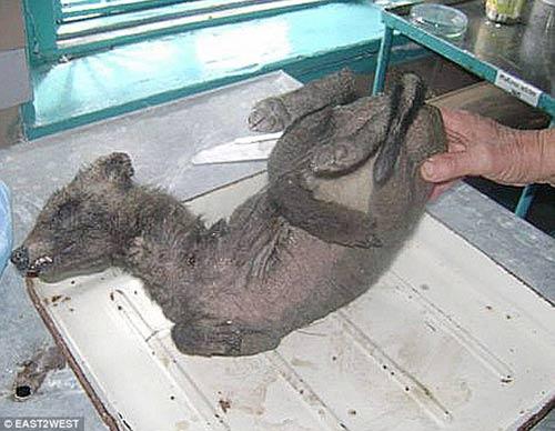 Chuyện lạ,chuyện lạ thế giới,phi thường,kỳ quặc,quái vật Chupacabra