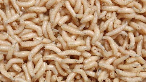 Chuyện lạ,chuyện lạ thế giới,phi thường,kỳ quặc,chữa bệnh