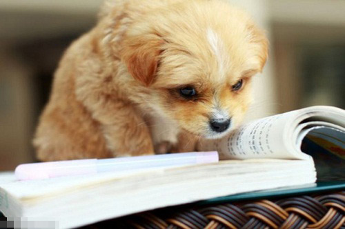 ảnh vui,ảnh cười,thư giãn,hài hước,ảnh tếu,động vật