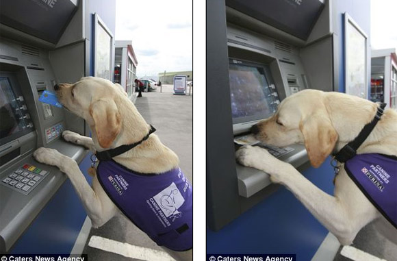 Chuyện lạ,chuyện lạ thế giới,phi thường,kỳ quặc,chó biết rút tiền từ ATM