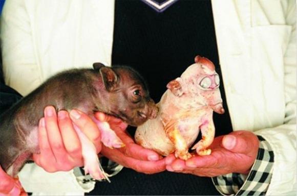 Chuyện lạ,chuyện lạ thế giới,phi thường,kỳ quặc,lợn đẻ ra voi
