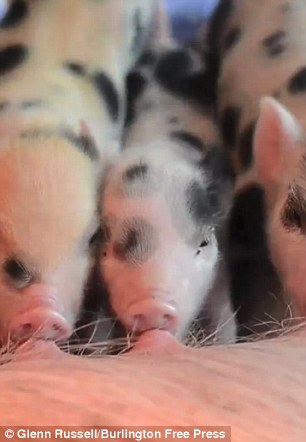 Chuyện lạ,chuyện lạ thế giới,phi thường,kỳ quặc,sống chung với lợn