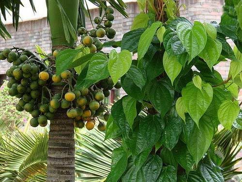 Lá trầu,sử dụng lá trầu sau sinh