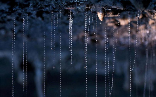 Hang Waitomo Glowworm,Hang động đom đóm,Du lịch New Zealand
