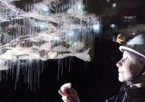 Hang Waitomo Glowworm,Hang động đom đóm,Du lịch New Zealand