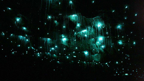 Hang Waitomo Glowworm,Hang động đom đóm,Du lịch New Zealand