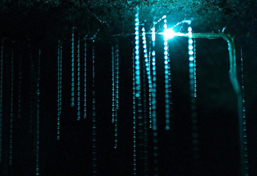 Hang Waitomo Glowworm,Hang động đom đóm,Du lịch New Zealand