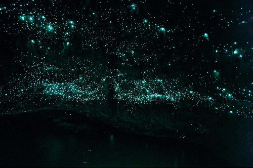 Hang Waitomo Glowworm,Hang động đom đóm,Du lịch New Zealand