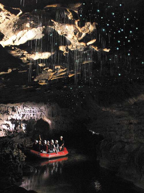 Hang Waitomo Glowworm,Hang động đom đóm,Du lịch New Zealand
