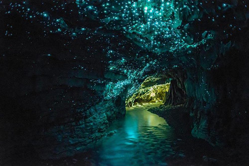Hang Waitomo Glowworm,Hang động đom đóm,Du lịch New Zealand