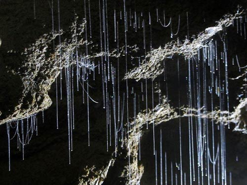 Hang Waitomo Glowworm,Hang động đom đóm,Du lịch New Zealand