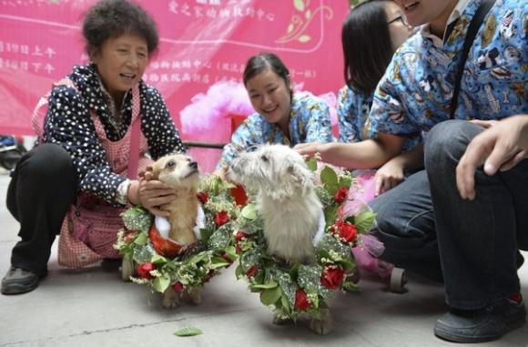 HÀNH ĐỘNG KỲ QUẶC CHUYỆN LẠ VỀ ĐỘNG VẬT ĐÁM CƯỚI CHÓ,TRUNG TÂM CỨU HỘ,CHÓ MÈO,TRUNG QUỐC,THÀNH ĐÔ,TỨ XUYÊN,CÔ DÂU