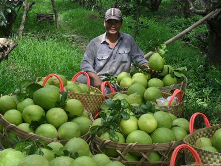 Bưởi Năm Roi,Thương lái thu mua,Giá thu mua bưởi năm roi