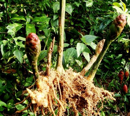 gừng,dại,trúng gió,chóng mặt,chủ trị,phong hàn,nôn nao,vị đắng,công năng,y học cổ truyền,Zingber,Zingiberaceae