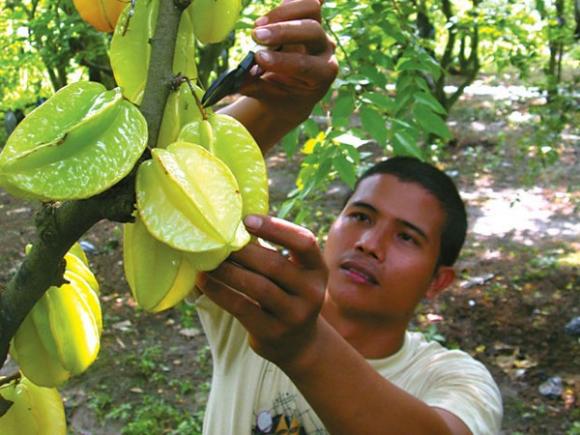 Công dụng của quả khế,Khế chữa ngộ độc,Trị cảm sốt