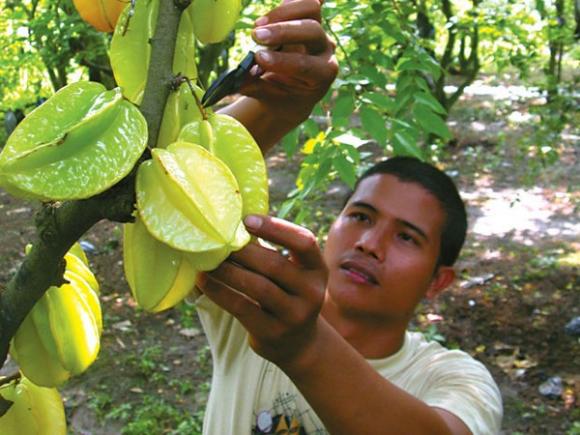 Công dụng của quả khế,Khế chữa ngộ độc,Trị cảm sốt