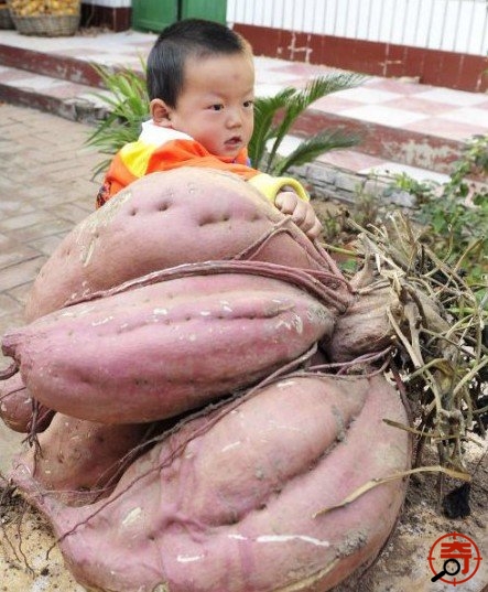 khoai lang,củ khoai lang,khai lang lớn nhất,khoai nặng 36kg,Trung quốc,kỳ