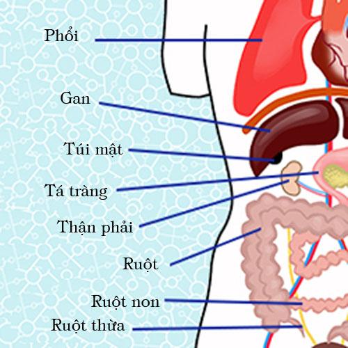 chăm sóc cơ thể,kiến thức cơ thể người,cở thể con người,cơ quan trong cơ thể