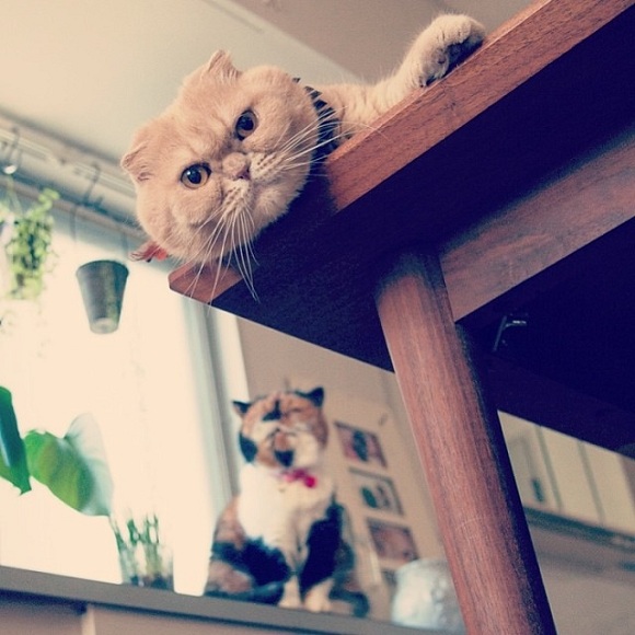 Thanh niên nghiêm túc,Trào lưu giới trẻ,Ba chú mèo nghiêm túc